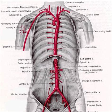 腹主動脈分支口訣|腹主動脈(abdominal aorta)